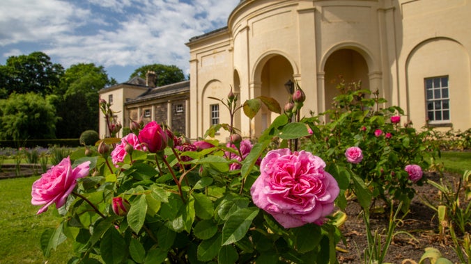 The old stone Riding School at Nostell stands behind a vibrant display of pink roses growing in the garden
